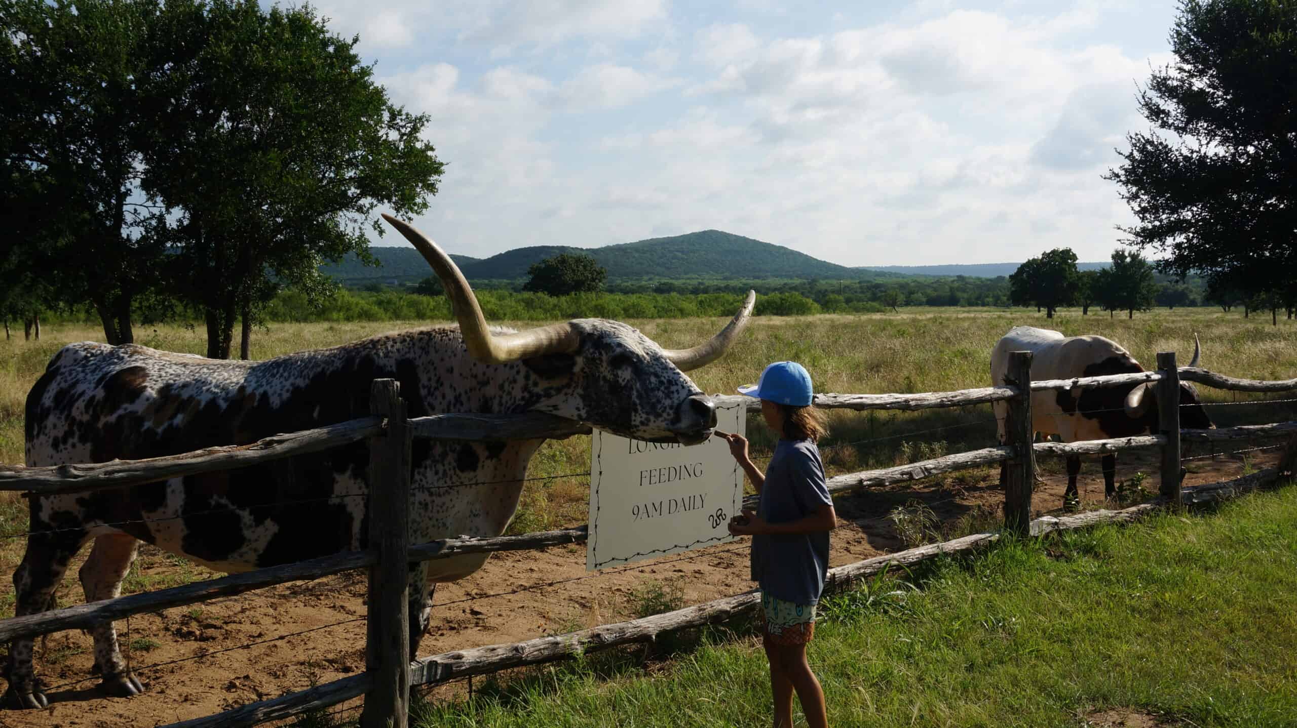Child feeding cattle at Wildcatter Ranch in Texas countryside.