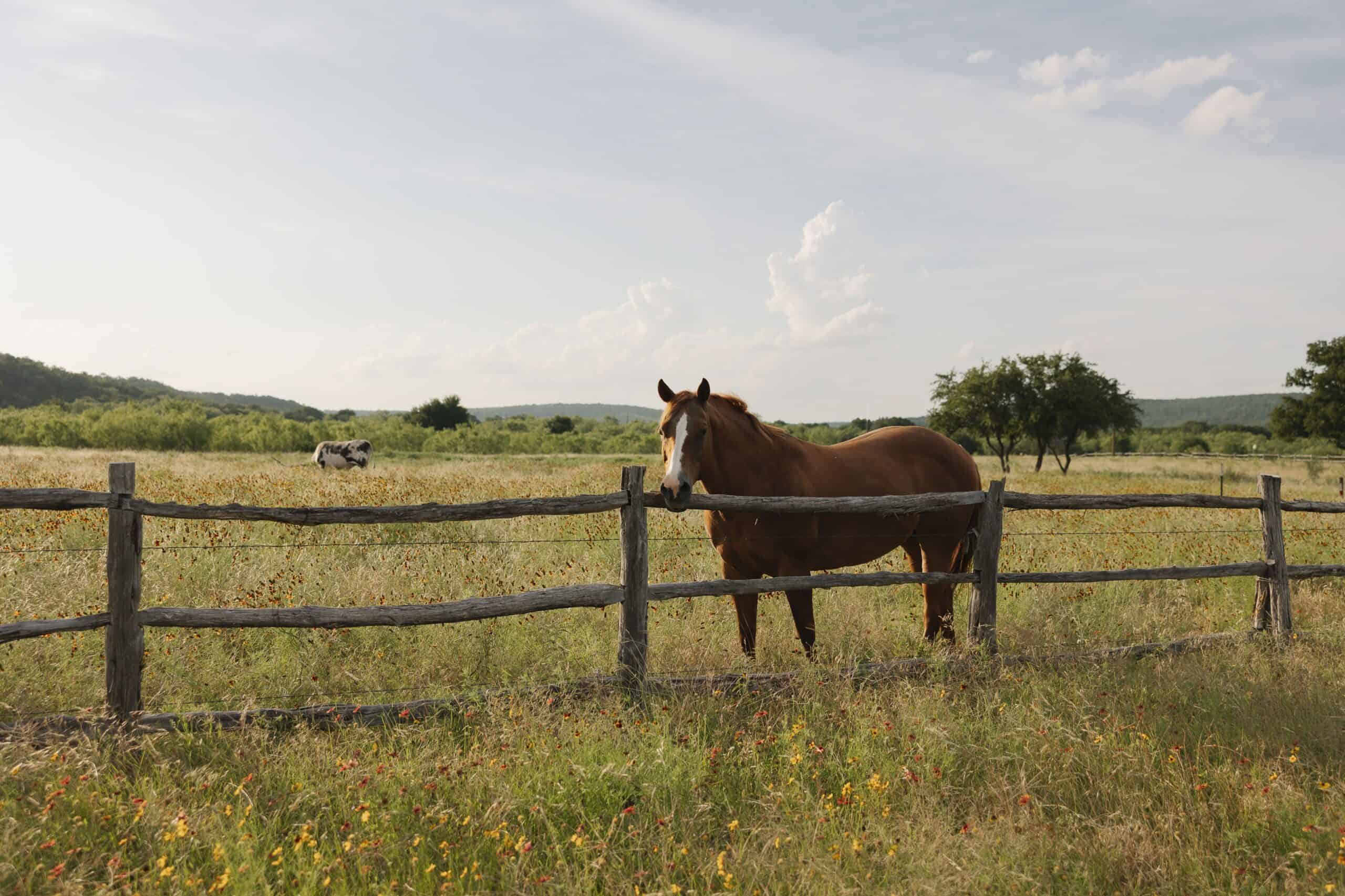 Horse standing behind a wooden fence at Wildcatter Ranch.